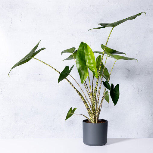 Zebraplant